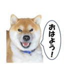 ワン！ぼくは柴犬のアキ！（個別スタンプ：1）