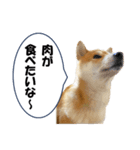 ワン！ぼくは柴犬のアキ！（個別スタンプ：3）