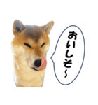 ワン！ぼくは柴犬のアキ！（個別スタンプ：4）