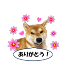 ワン！ぼくは柴犬のアキ！（個別スタンプ：6）