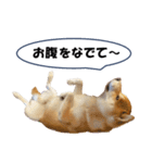 ワン！ぼくは柴犬のアキ！（個別スタンプ：13）