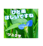 山野草で 日常のご挨拶（個別スタンプ：15）