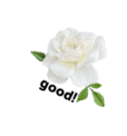 yasuおばさんの薔薇言葉R5-1（個別スタンプ：20）