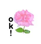 yasuおばさんの薔薇言葉R5-1（個別スタンプ：28）