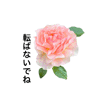 yasuおばさんの薔薇言葉R5-1（個別スタンプ：33）