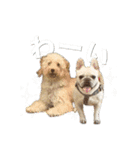 MerryXmasと日常犬（個別スタンプ：17）