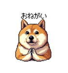 ドット絵 太っちょ柴犬 2 日常会話（個別スタンプ：3）