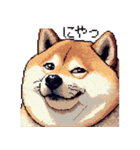 ドット絵 太っちょ柴犬 2 日常会話（個別スタンプ：10）