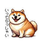 ドット絵 太っちょ柴犬 2 日常会話（個別スタンプ：12）