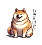 ドット絵 太っちょ柴犬 2 日常会話（個別スタンプ：21）