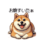 ドット絵 太っちょ柴犬 2 日常会話（個別スタンプ：34）