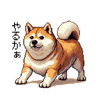 ドット絵 太っちょ柴犬 2 日常会話（個別スタンプ：36）