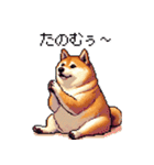 ドット絵 太っちょ柴犬 2 日常会話（個別スタンプ：38）