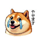 ドット絵 太っちょ柴犬 2 日常会話（個別スタンプ：40）