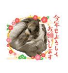 ロップイヤーのTiffanyくん〜NewYear編〜（個別スタンプ：2）