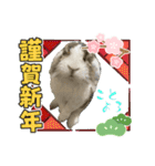 ロップイヤーのTiffanyくん〜NewYear編〜（個別スタンプ：5）
