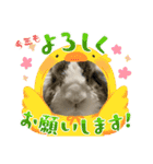ロップイヤーのTiffanyくん〜NewYear編〜（個別スタンプ：9）