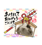 ロップイヤーのTiffanyくん〜NewYear編〜（個別スタンプ：14）