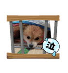 ポメラニアン！！うーちゃんスタンプ（個別スタンプ：15）