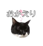 愛猫花梨ちゃん（個別スタンプ：4）