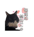 愛猫花梨ちゃん（個別スタンプ：6）