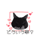 愛猫花梨ちゃん（個別スタンプ：15）