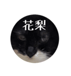 愛猫花梨ちゃん（個別スタンプ：16）