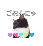愛猫花梨ちゃん（個別スタンプ：24）
