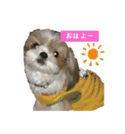 Hug ＆ Peace   はぐはぐ シーマルはぐたん（個別スタンプ：2）