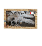Hug ＆ Peace   はぐはぐ シーマルはぐたん（個別スタンプ：8）