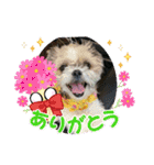 Hug ＆ Peace   はぐはぐ シーマルはぐたん（個別スタンプ：12）