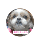 Hug ＆ Peace   はぐはぐ シーマルはぐたん（個別スタンプ：25）