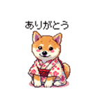 ドット絵 主婦な柴犬 着物 シバイヌ（個別スタンプ：1）