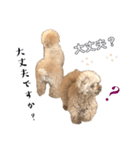 家族の会話 トイプードル（個別スタンプ：25）