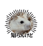 ハムスターのパッチー（個別スタンプ：7）