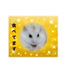 ハムスターのパッチー（個別スタンプ：12）