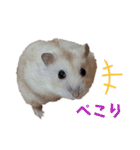 ハムスターのパッチー（個別スタンプ：15）