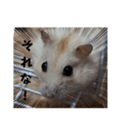 ハムスターのパッチー（個別スタンプ：19）
