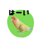 さくらとまめ（個別スタンプ：3）