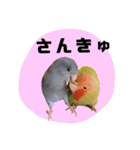 さくらとまめ（個別スタンプ：6）