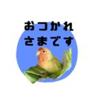 さくらとまめ（個別スタンプ：7）