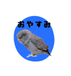 さくらとまめ（個別スタンプ：10）