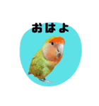 さくらとまめ（個別スタンプ：11）