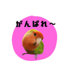 さくらとまめ（個別スタンプ：13）