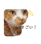 うちのねこスタンプ✱メルクロトララテ（個別スタンプ：1）