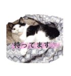 うちのねこスタンプ✱メルクロトララテ（個別スタンプ：2）