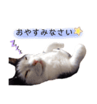 うちのねこスタンプ✱メルクロトララテ（個別スタンプ：6）