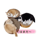 うちのねこスタンプ✱メルクロトララテ（個別スタンプ：7）