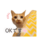 うちのねこスタンプ✱メルクロトララテ（個別スタンプ：10）