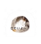うちのねこスタンプ✱メルクロトララテ（個別スタンプ：11）